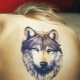 What do wolf tattoos mean and where is it better to fill them?