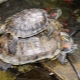 To what size and how quickly does a red-eared turtle grow at home?
