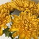 Corrugated paper chrysanthemums