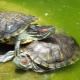 How to determine the gender of a red-eared turtle?