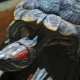 How to determine the age of a red-eared turtle?