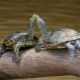 How do red-eared turtles breed?