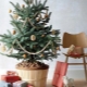 How to decorate a live Christmas tree?