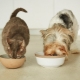 Animonda food for cats and dogs
