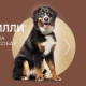 Dilly food for dogs
