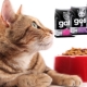 Cat food GO!