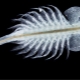 Artemia fish food