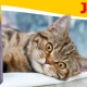 Josera dog and cat food