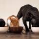 Tafi food for dogs and cats