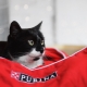 Purina brand food