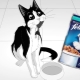 Felix cat food