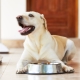 ROYAL CANIN food for labradors