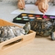 Is it possible for a red-eared turtle to walk around the apartment and how to walk it?