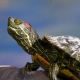 Can a red-eared turtle be kept without water and for how long?