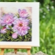 Embroidery kits Merejka