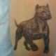 Overview and meaning of pit bull tattoo