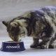 Advance Cat & Cat Food Review