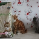 Organix cat food review