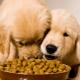 Hill's Puppy Food Review
