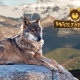 Wolfsblut Dog Food Review
