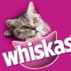 Review of dry food for cats and cats Whiskas