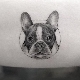 Bulldog tattoo review