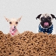 Description and overview of holistic food for small breed dogs
