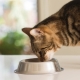 Description of food for cats and cats Ontario