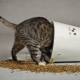 Description of food for cats and cats Zoomenu