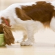 Features and Review of ROYAL CANIN Wet Dog Food