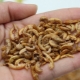 Features and use of gammarus as feed