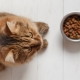 Features of food for cats and cats Grand Prix