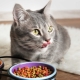 Features of Natural Trainer food for cats and cats