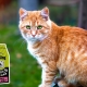 Features of ZooRing cat and cat food