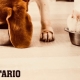 Features of Ontario feed