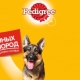 Features of Pedigree food for dogs of large breeds