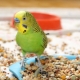 Features of VAKA food for parrots