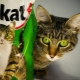 Features of Kitekat dry food