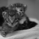 Features of wet food for kittens ROYAL CANIN