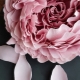 Corrugated paper peonies