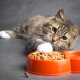 Purina Cat Chow for neutered cats and neutered cats