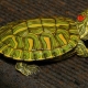 How long can a red-eared turtle live without food and why doesn't it eat?