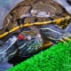 How long do red-eared turtles live?