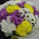Making bouquets of chrysanthemums with your own hands