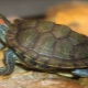 Caring for a red-eared turtle at home
