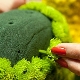 Everything you need to know about floral sponges
