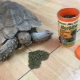 Everything you need to know about turtle food