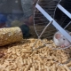 Everything you need to know about rat litters