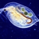 All about daphnia
