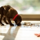 All About Abba Puppy Food